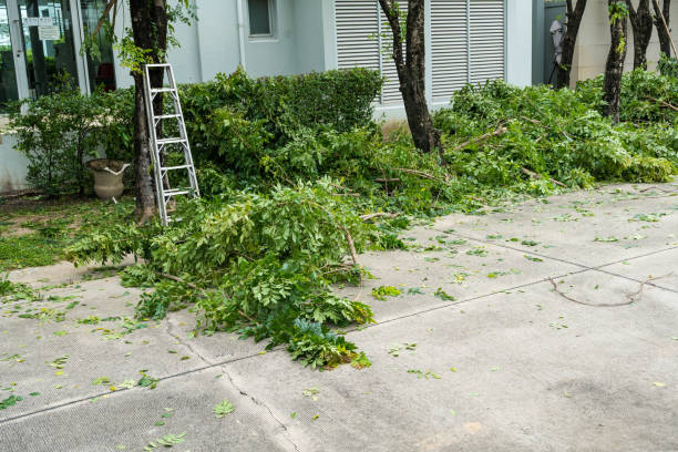 How Our Tree Care Process Works  in  Luther, OK